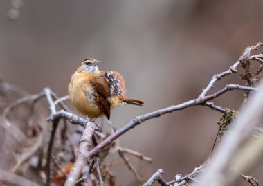 Dallara tüneyen güzel vahşi kuşun yakın çekimi
