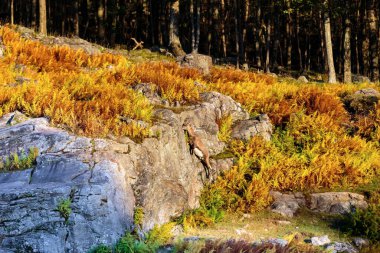 Sonbaharda dağ ormanlarında vahşi keçi manzarası.