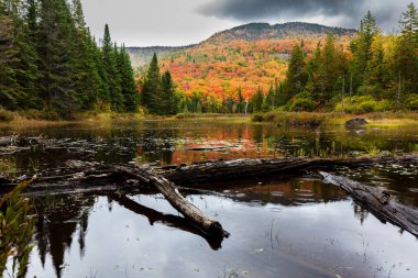 arka plan için manzaralı sonbahar ormanı manzarası