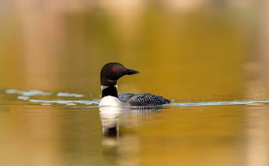 Gölde güzel bir yaban ördeği resmi.
