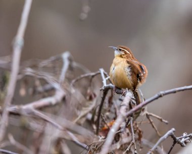 Dallara tüneyen güzel vahşi kuşun yakın çekimi