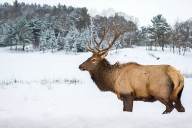 Ormandaki güzel geyik manzarası