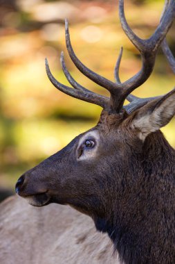 Güz ormanında güzel bir geyiğin yakın plan çekimi.