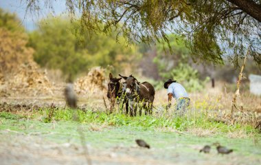 Baharda bufalo tarlasında çalışan bir adam.