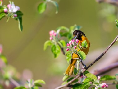 Dallara tüneyen güzel vahşi kuşun yakın çekimi