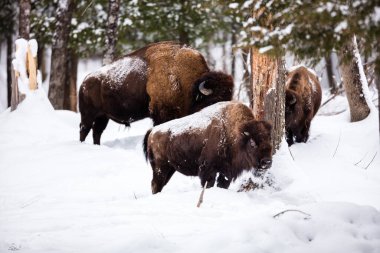 Vahşi bizonların kış ormanlarındaki manzaralı görüntüleri.