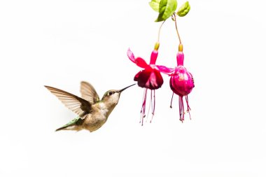 Beyaz arka planda güzel sinekkuşunun yakın plan görüntüsü