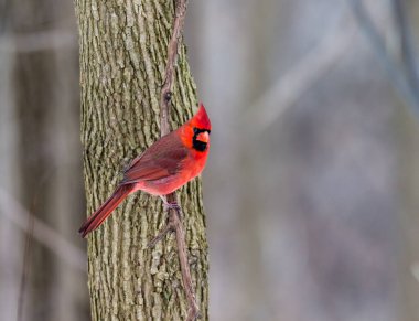 Dallara tüneyen güzel vahşi kuşun yakın çekimi