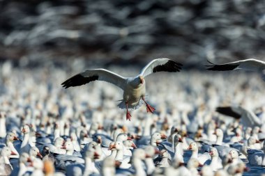 Doğal ortamdaki büyük beyaz kaz sürüsü.