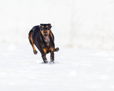 tapılası genç Doberman köpeği karda oynuyor
