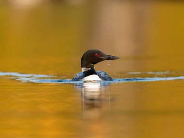 Gölde güzel bir yaban ördeği resmi.