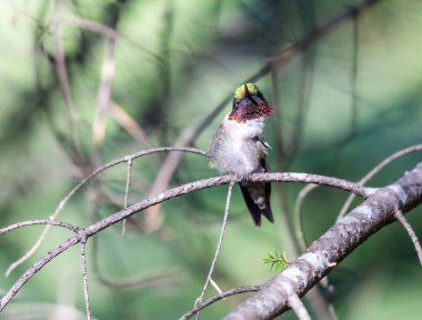 Dallara tüneyen güzel vahşi kuşun yakın çekimi