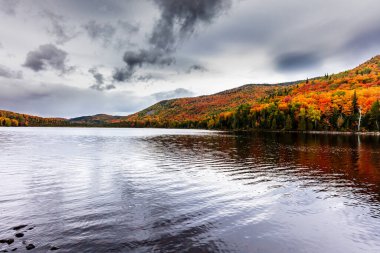arka plan için manzaralı sonbahar ormanı manzarası