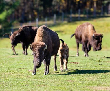 Orman çayırındaki güzel bizon ailesinin manzaralı görüntüleri.