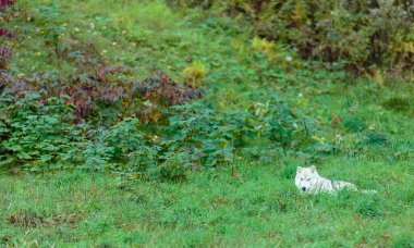 Doğadaki güzel beyaz kurdun yakın plan çekimi.