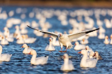 Doğal ortamdaki büyük beyaz kaz sürüsü.
