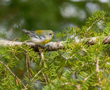 Dallara tüneyen güzel vahşi kuşun yakın çekimi