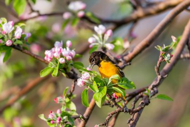 Dallara tüneyen güzel vahşi kuşun yakın çekimi