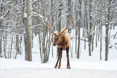 Ormandaki güzel geyik manzarası