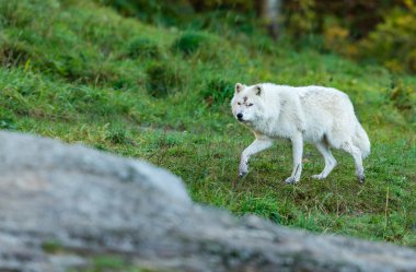 Doğadaki güzel beyaz kurdun yakın plan çekimi.