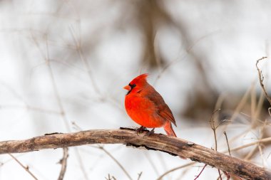 Kuzey Amerika kuşunun (Kardinal) ağaç dalına tünediği yakın çekim