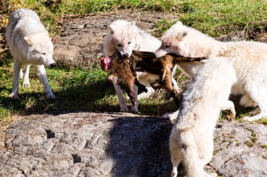 Bir grup vahşi kurt orman çayırında avlarını paylaşıyor.