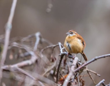 Dallara tüneyen güzel vahşi kuşun yakın çekimi