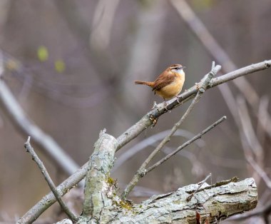 Dallara tüneyen güzel vahşi kuşun yakın çekimi