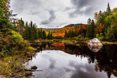 arka plan için manzaralı sonbahar ormanı manzarası