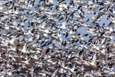 Doğal ortamdaki büyük beyaz kaz sürüsü.