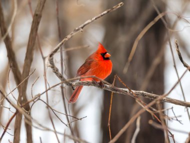 Kuzey Amerika kuşunun (Kardinal) ağaç dalına tünediği yakın çekim