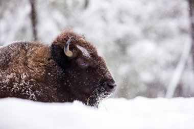 Vahşi bizonların kış ormanlarındaki manzaralı görüntüleri.