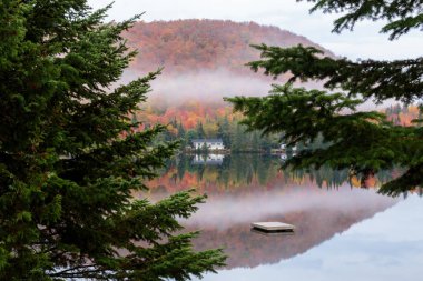Güzel sonbahar ormanlarının manzarası