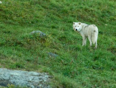 Doğadaki güzel beyaz kurdun yakın plan çekimi.