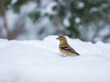 close-up shot of bird is sitting in snow