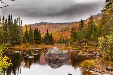 Güzel sonbahar ormanlarının manzarası