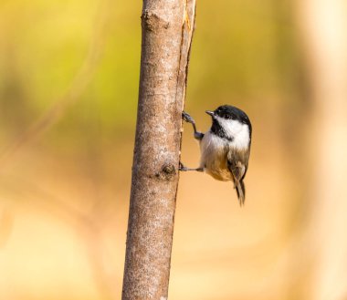 Dallara tüneyen güzel vahşi kuşun yakın çekimi