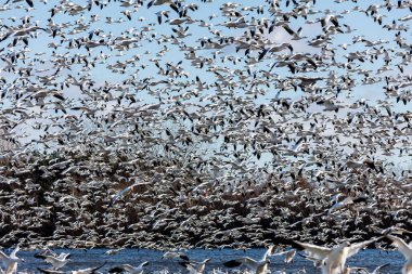 Doğal ortamdaki büyük beyaz kaz sürüsü.