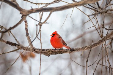 red-headed cardinal perched on branch