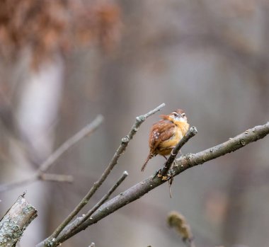 Dallara tüneyen güzel vahşi kuşun yakın çekimi