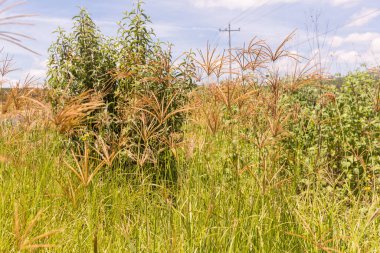 Çayırdaki güzel yabani çiçeklerin yakın plan çekimi.