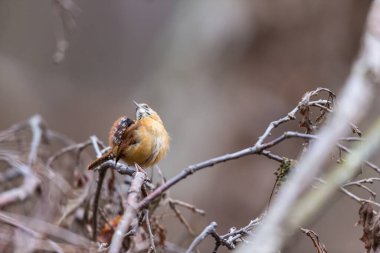 Dallara tüneyen güzel vahşi kuşun yakın çekimi