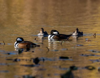 scenic shot of beautiful ducks in natural habitat