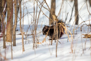 Ormandaki güzel sincabı yakından çek.