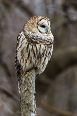 Doğal ortamdaki güzel baykuşun yakın plan çekimi.