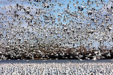Doğal ortamdaki büyük beyaz kaz sürüsü.