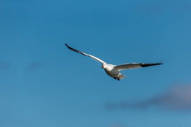 Doğada uçan güzel yaban kazı manzarası.