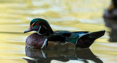 Gölde güzel bir yaban ördeği resmi.
