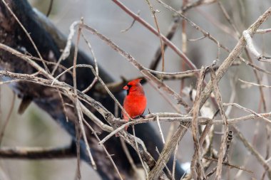 Dallara tüneyen güzel vahşi kuşun yakın çekimi