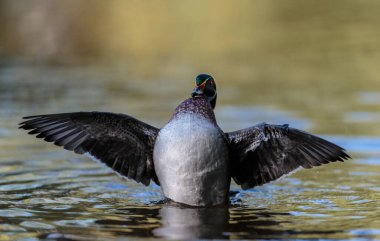 Gölde güzel bir yaban ördeği resmi.